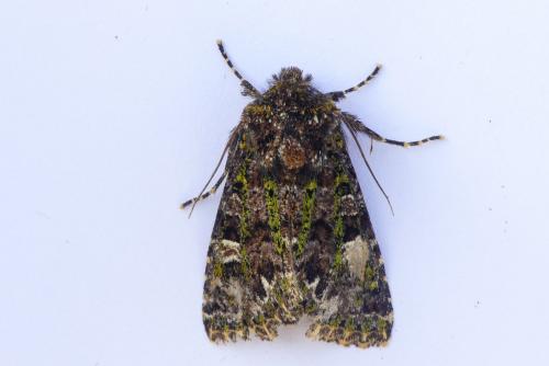 Valeria jaspidea